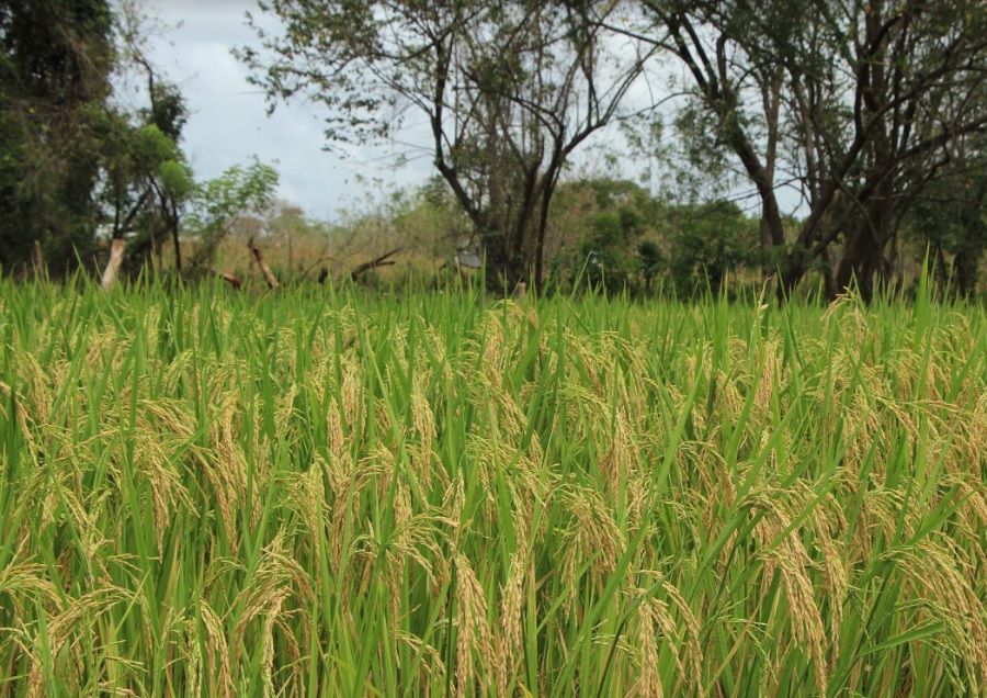 Mitigación</br> en la Agricultura