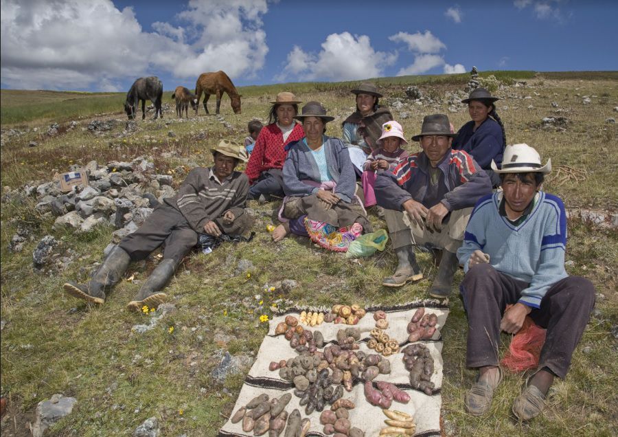 Papa, familia y clima