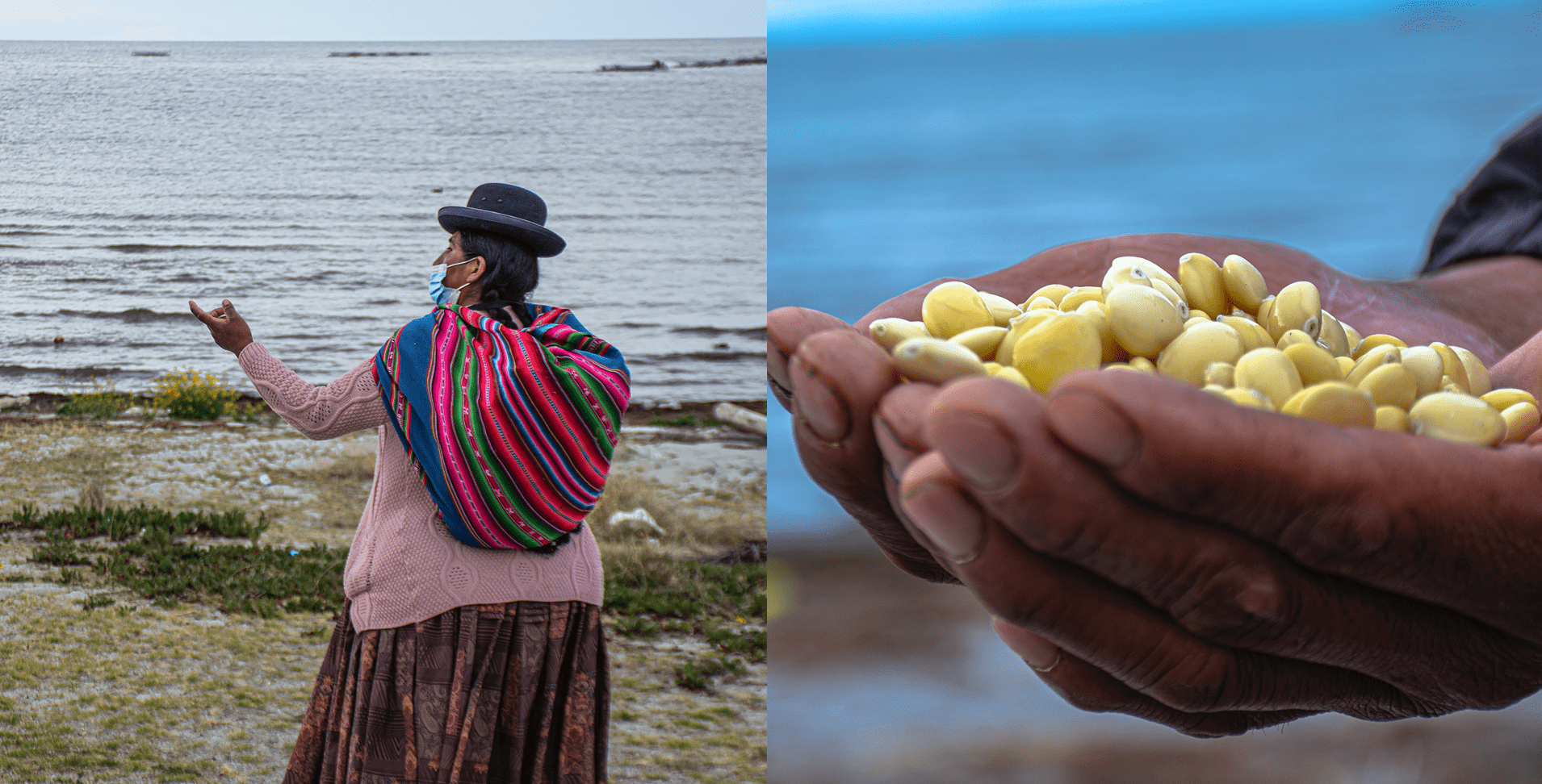 7 productora en el lago Titicaca Yunguyo Peru