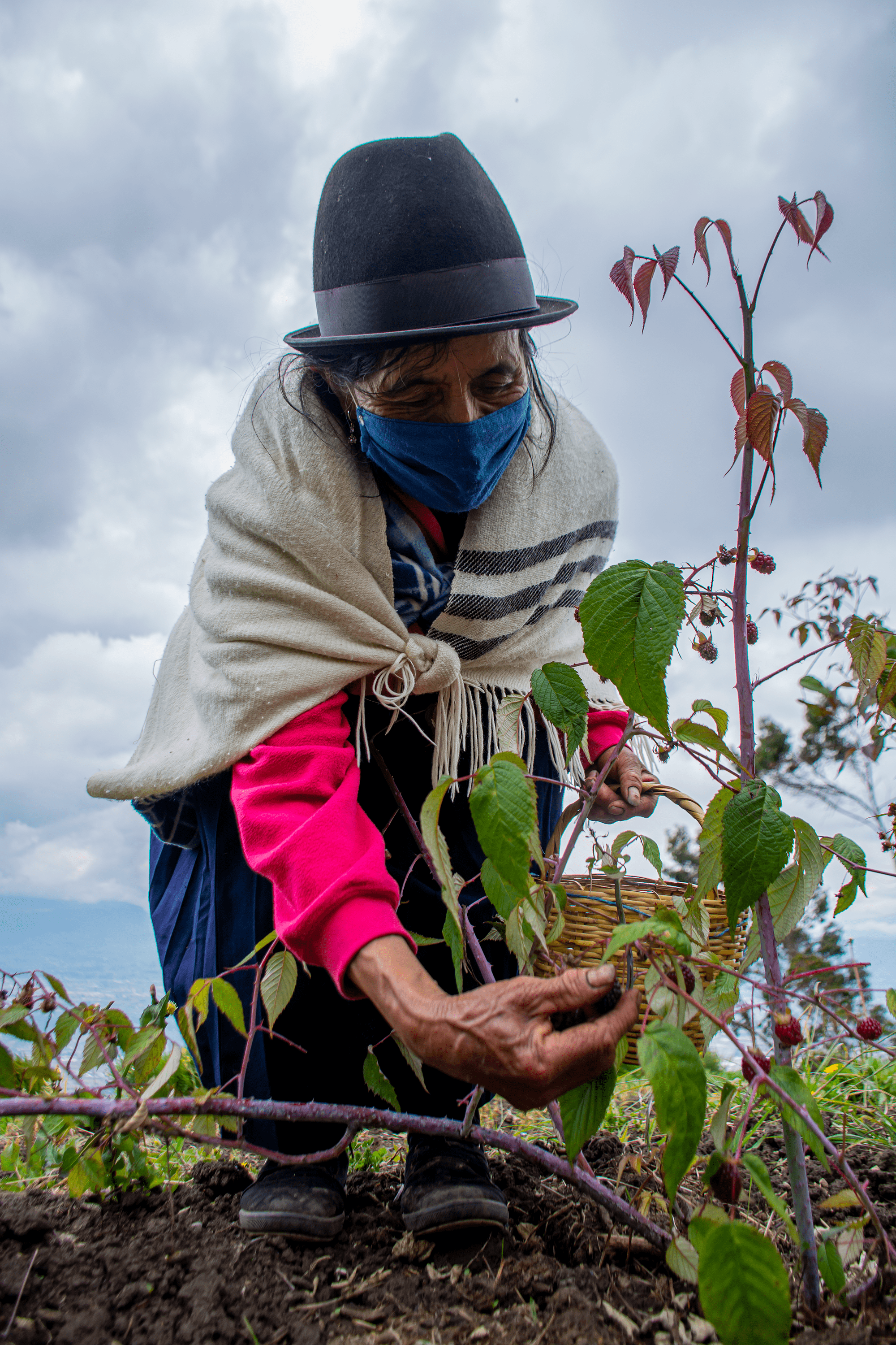 2 PRODUCCIÓN RESILIENTE Y AGROECOLÓGICA EN LA PROVINCIA LATACUNGA