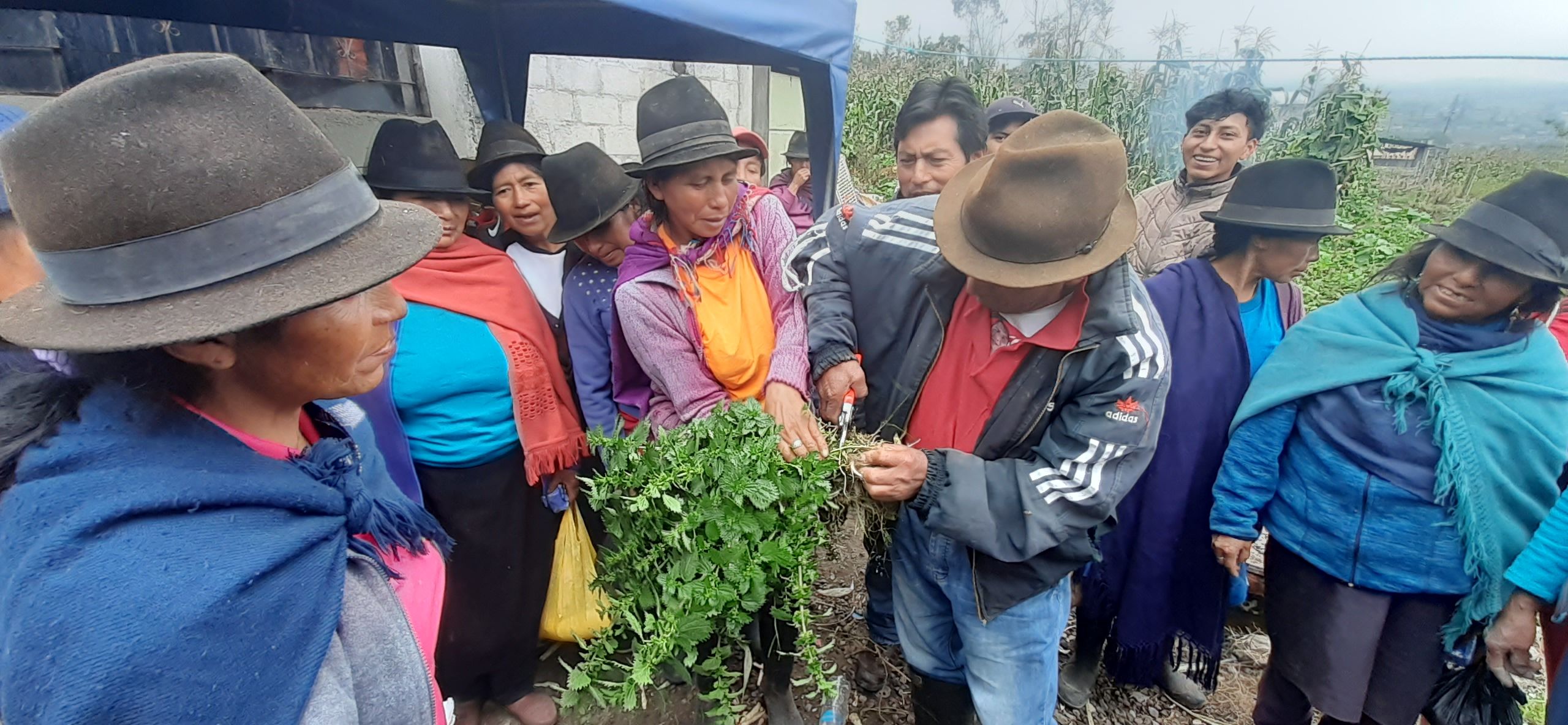 TUNGURAHUA DIVERSIFICACION HUERTOS FAMILIARES