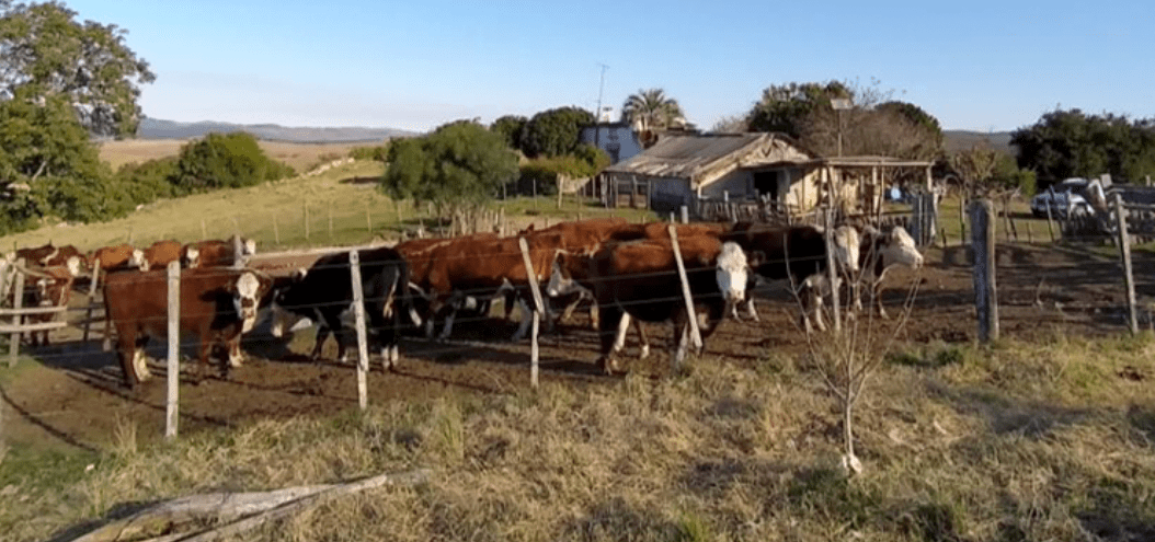 Vacas