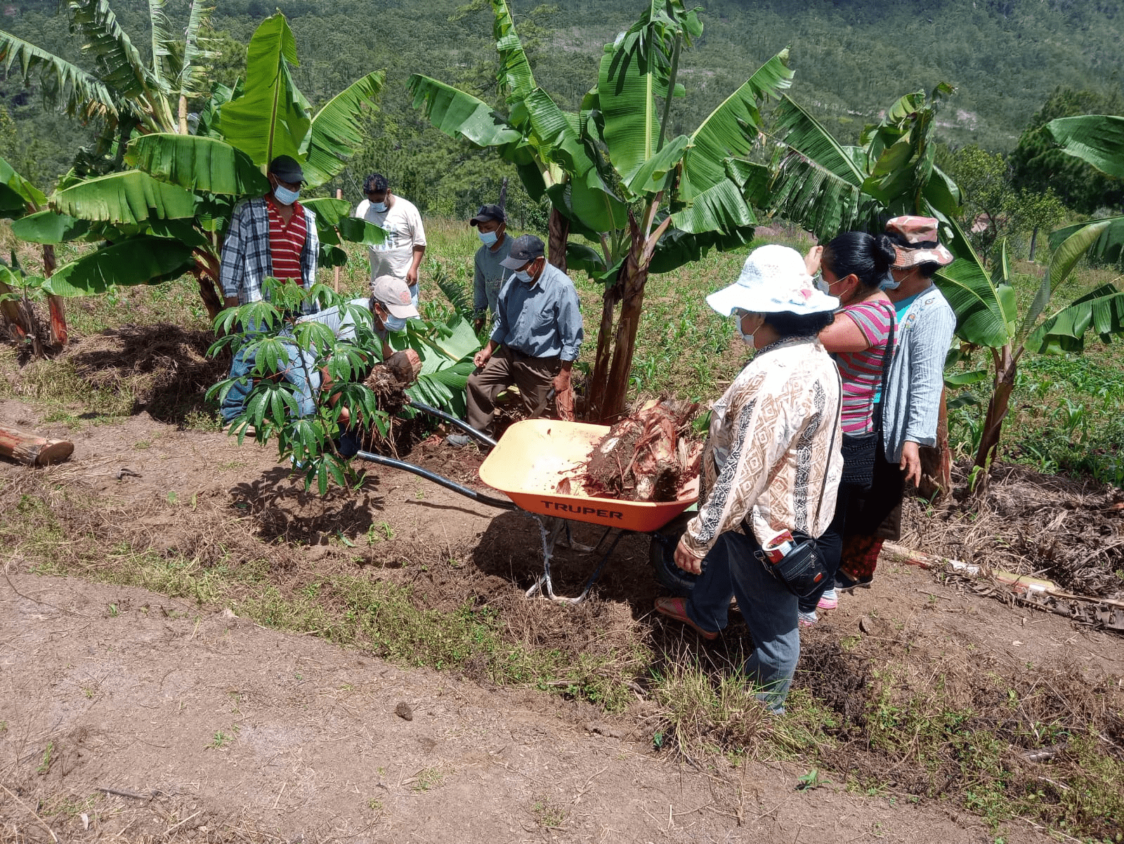 capacitacion Platano 2