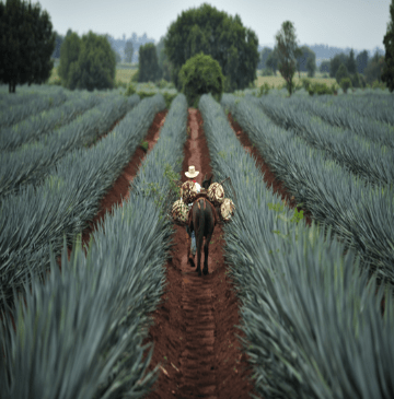 Webinar  Adaptación basada en Ecosistemas para sector agropecuario