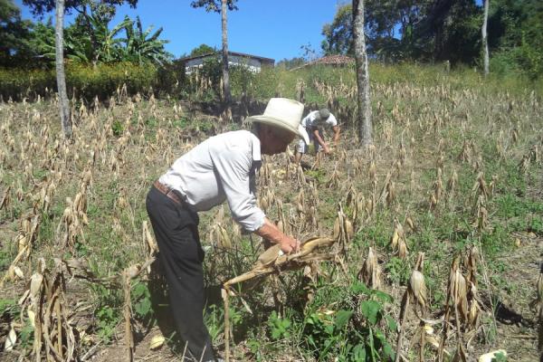 Agricultura climáticamente inteligente