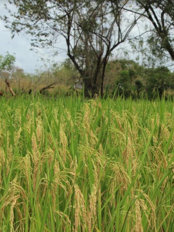 Mitigación en la Agricultura